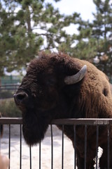 bison on a background