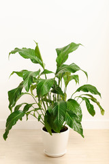 Potted flower in white interior. Plant in a white pot against the white background. Spathiphyllum in a light interior.