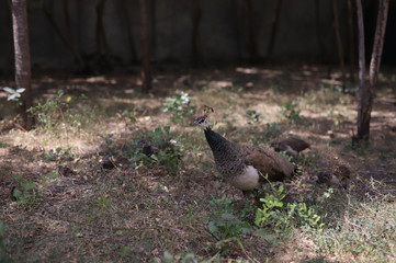 duck in grass