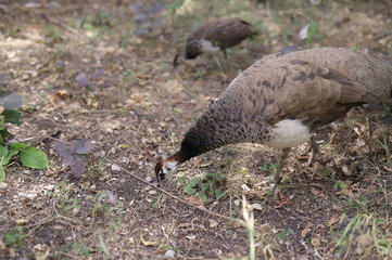 bird of prey