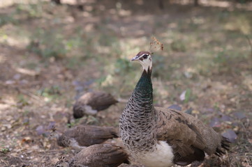 pheasant bird in the dunes