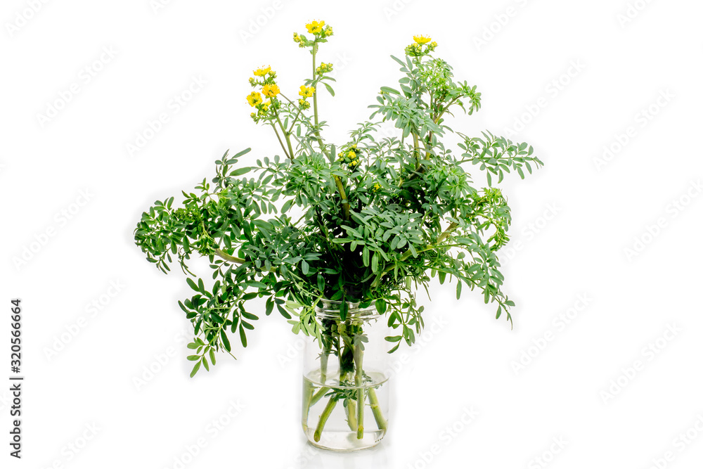 Wall mural rue flowering plant in a glass. ( ruta graveolens )