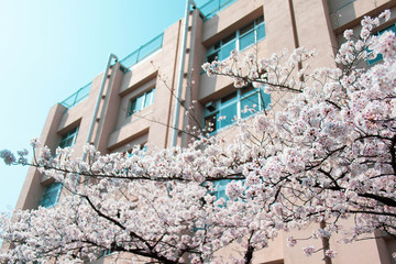 出会いと別れの季節を彩る満開の桜