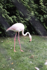 pink flamingo in zoo