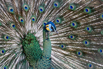 Fototapeta premium Colorful peacock and its wonderful colorful tail. Portret close up. Multicolor feather pattern as background