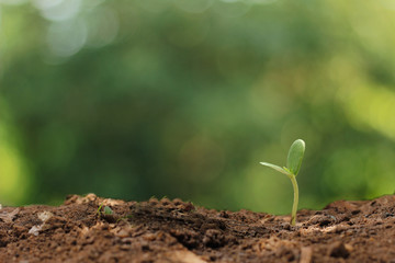 Agriculture. Growing plants. Plant seedling