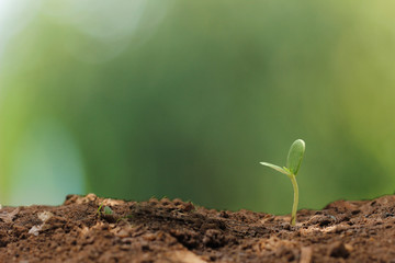 Agriculture. Growing plants. Plant seedling