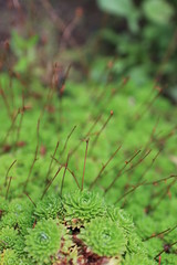 moss on tree