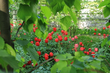 red berries on a bush