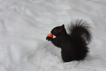 Black Squirrel smells an orange plastic Easter egg 