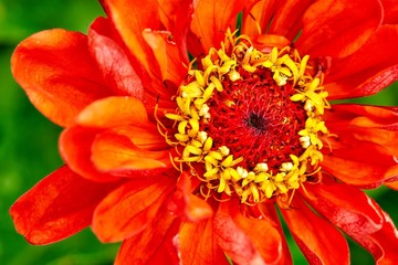 Close-up of a garden flower gerbera and raindrops