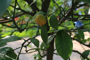 lemons on tree