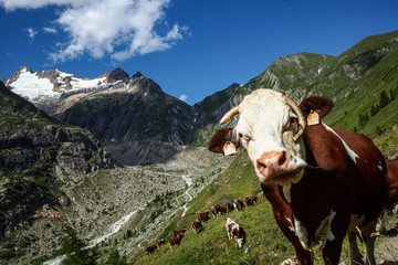 Fototapeta na wymiar Funny cow portrait