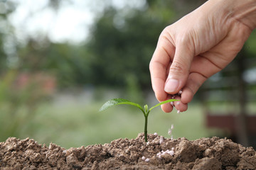 hand of a farmer giving fertilizer to young green plants / nurturing baby plant with chemical fertilizer on green bokeh background