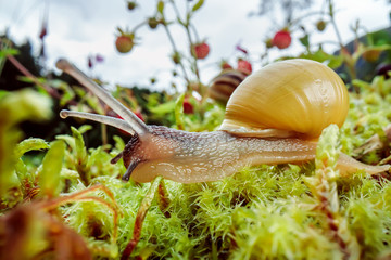 Snail slowly creeping along super macro close-up