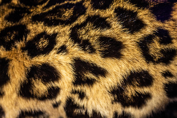 Leopard skin pattern, leopard fur texture