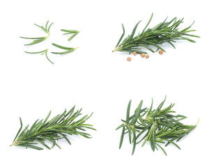 Naklejka premium rosemary isolated on white background (Mix, set , collection)