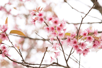 Beautiful cherry blossom or sakura in spring time over  sky