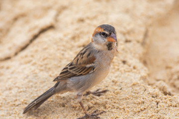 urban bird sparrow common passer