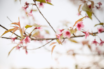 Beautiful cherry blossom or sakura in spring time over  sky