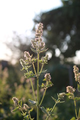 wild flowers in the garden