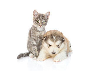 Malamute puppy with a kitten on white background