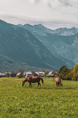 Horses in the mountains
