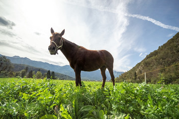 Horse on a meadow in summer