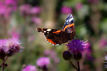 Red Admiral Butterfly on purple wildflower