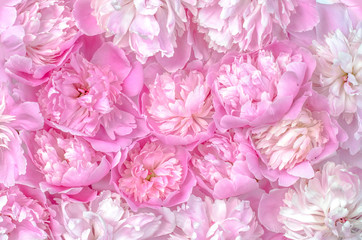 Many pink peonies. Background of spring pink flowers, aroma and tenderness.  Abstract texture of flowers.