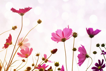 Flower background with pink wild flowers against the background of the sky, soft focus, bottom view, toned. 	