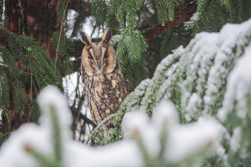 Long-eared owl (Asio otus) siting in snowy fir tree, in cold winter day