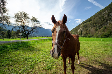 Horse in a field