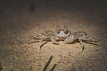 Extremely small crab looking