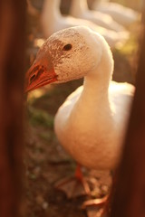 portrait of a goose