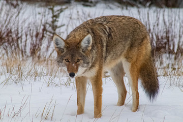 Obraz premium Wild cayote Intensly examing