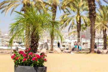 tropic spring time garden blossom nature environment decorative flower vase foreground and palm trees blurred background surrounding in bight sunny day