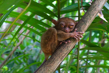 Small monkey taking a nap, Philippines Traiser