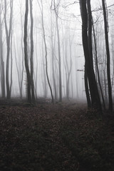 gespentischer Wald Halloween Horror Märchen Dunkelheit Böse