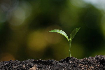 young tree plant in nature background