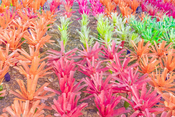 Recycled colorful plastic flowers made from plastic bottles to decorate as flowers in the garden....