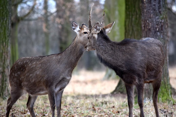 Young Dybowskii Deer Couple in the .. Forest Winter Portrait