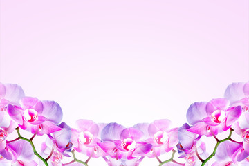 Fototapeta na wymiar Pink Orchid flower on pink wooden background with place for text.