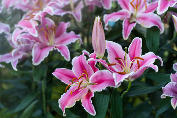 Obraz na płótnie Canvas Closeup pink lily flower garden