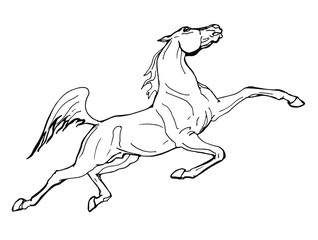 galloping horse, outline drawing, sketch, isolated monochrome image on white background