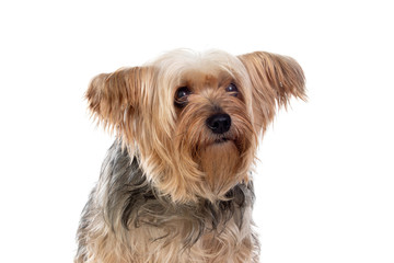 Funny small yorkshire dog