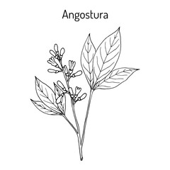 Angostura trifoliata, medicinal plant