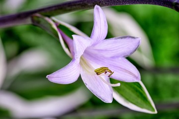 Close-up of a garden flower khosta and raindrops