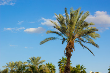 tropic picturesque colorful scenic view of palm tree island landscape on bright blue sky background...