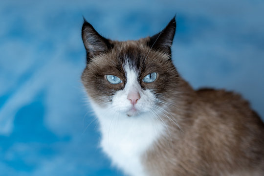 cat breed snowshoe sitting on blue background. selective focus , close up